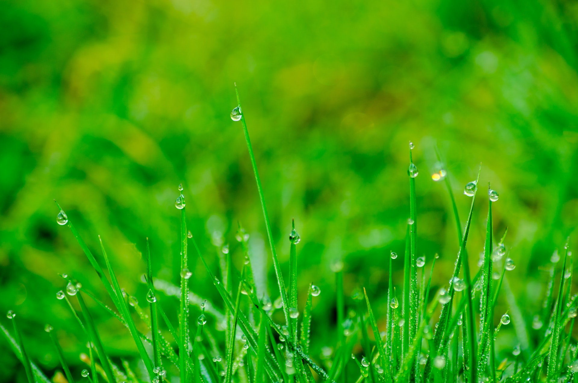 Het gras onderhouden tijdens de herfst: waar moet je op letten?