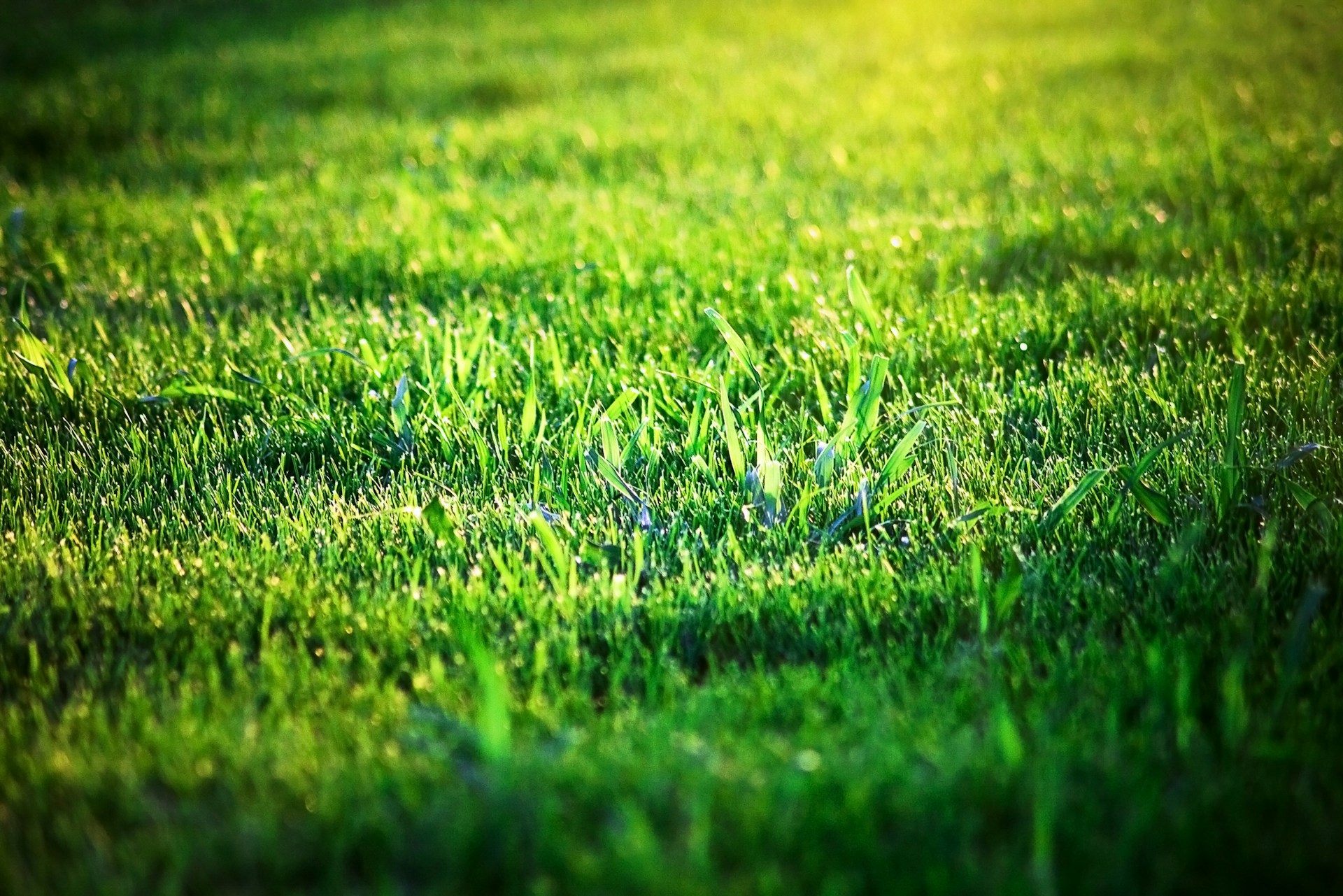 Het hebben van een groene grasmat